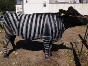 Sapi yang Diwarnai Pola Zebra Ternyata Bisa Mengecoh Lalat yang Hinggap, Kok Bisa?
