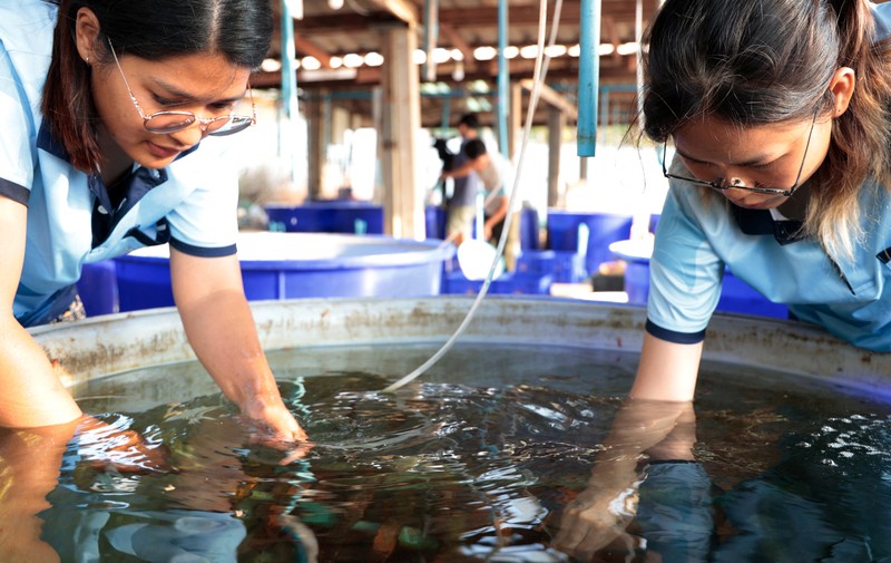 Seorang ahli biologi kelautan memeriksa telur dan sperma karang di perairan Pulau Man Nai, lepas pantai tenggara provinsi Rayong, Thailand, 27 Februari 2024. Seorang ahli biologi kelautan memeriksa telur dan sperma karang di perairan Pulau Man Nai, lepas pantai tenggara provinsi Rayong, Thailand, 27 Februari 2024. (REUTERS/Napat Wesshasartar)
