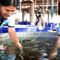 Begini Saat Ilmuwan Thailand Teliti-Selamatkan Terumbu Karang Memutih