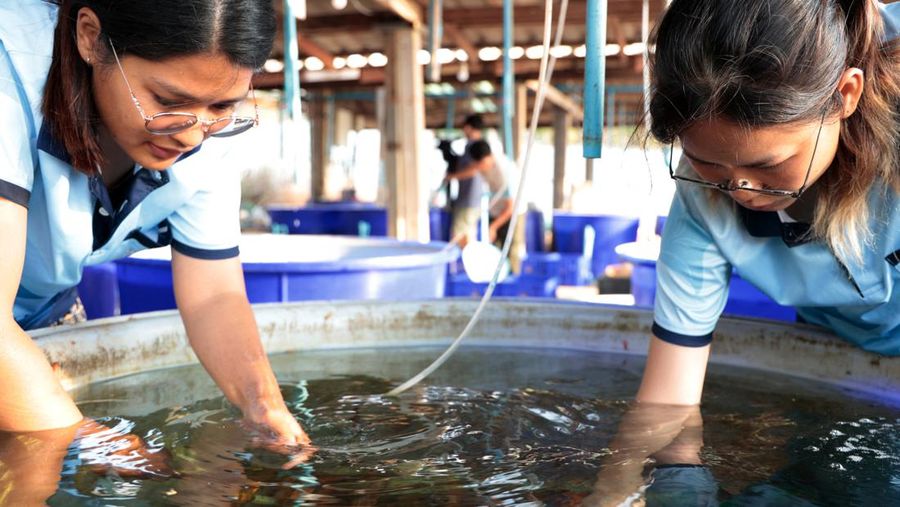 Seorang ahli biologi kelautan memeriksa telur dan sperma karang di perairan Pulau Man Nai, lepas pantai tenggara provinsi Rayong, Thailand, 27 Februari 2024. (REUTERS/Napat Wesshasartar)