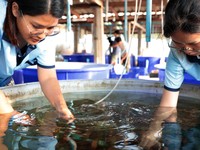 Begini Saat Ilmuwan Thailand Teliti-Selamatkan Terumbu Karang Memutih