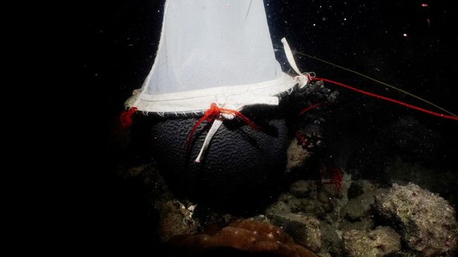 Tak Sengaja Terekam Kamera, di Lokasi Ini Hidup Makhluk Laut Raksasa