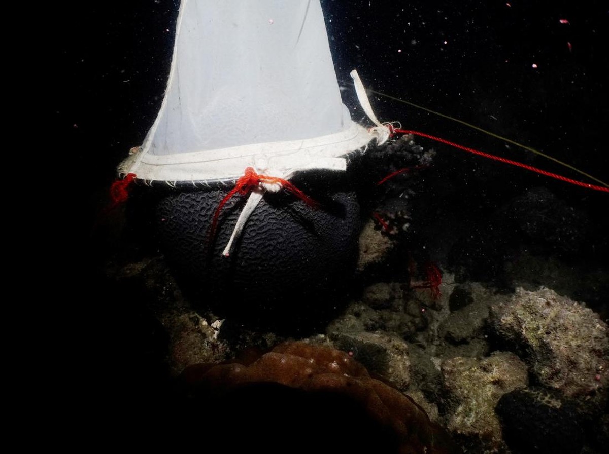 Ditemukan Karang Terbesar di Dunia di Kepulauan Solomon, Bisa Dilihat Dari Luar Angkasa