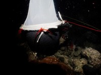 Tak Sengaja Terekam Kamera, di Lokasi Ini Hidup Makhluk Laut Raksasa