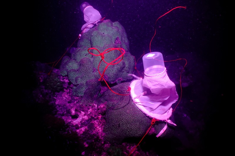 Seorang ahli biologi kelautan memeriksa telur dan sperma karang di perairan Pulau Man Nai, lepas pantai tenggara provinsi Rayong, Thailand, 27 Februari 2024. Seorang ahli biologi kelautan memeriksa telur dan sperma karang di perairan Pulau Man Nai, lepas pantai tenggara provinsi Rayong, Thailand, 27 Februari 2024. (REUTERS/Napat Wesshasartar)