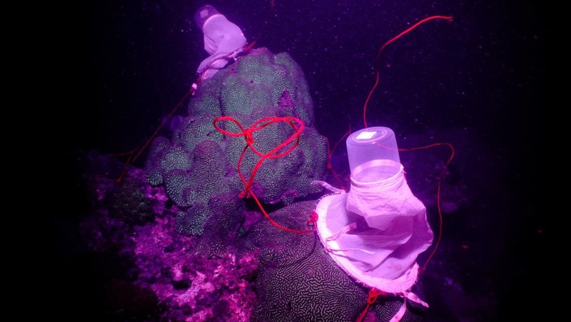 Seorang ahli biologi kelautan memeriksa telur dan sperma karang di perairan Pulau Man Nai, lepas pantai tenggara provinsi Rayong, Thailand, 27 Februari 2024. (REUTERS/Napat Wesshasartar)