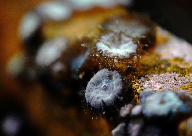 Seorang ahli biologi kelautan memeriksa telur dan sperma karang di perairan Pulau Man Nai, lepas pantai tenggara provinsi Rayong, Thailand, 27 Februari 2024. Seorang ahli biologi kelautan memeriksa telur dan sperma karang di perairan Pulau Man Nai, lepas pantai tenggara provinsi Rayong, Thailand, 27 Februari 2024. (REUTERS/Napat Wesshasartar)