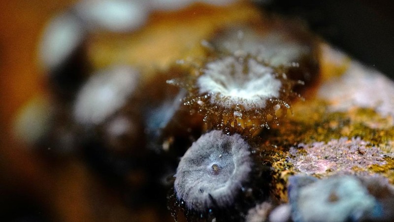 Seorang ahli biologi kelautan memeriksa telur dan sperma karang di perairan Pulau Man Nai, lepas pantai tenggara provinsi Rayong, Thailand, 27 Februari 2024. (REUTERS/Napat Wesshasartar)