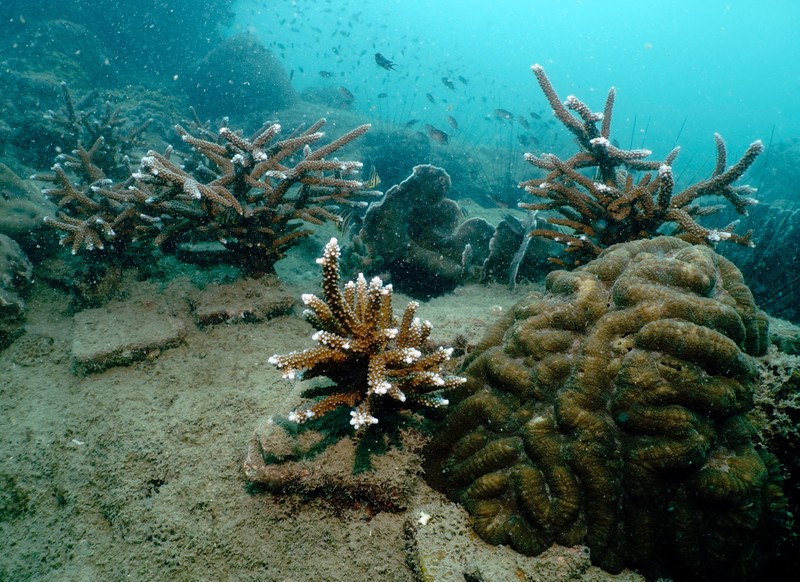 Seorang ahli biologi kelautan memeriksa telur dan sperma karang di perairan Pulau Man Nai, lepas pantai tenggara provinsi Rayong, Thailand, 27 Februari 2024. (REUTERS/Napat Wesshasartar)