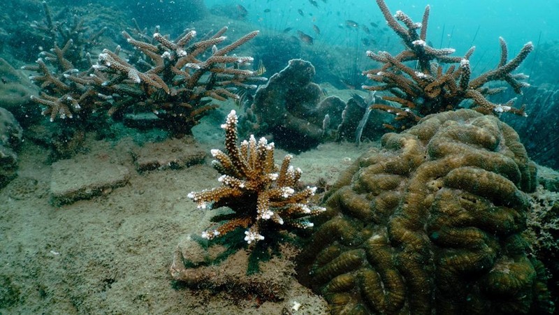 Seorang ahli biologi kelautan memeriksa telur dan sperma karang di perairan Pulau Man Nai, lepas pantai tenggara provinsi Rayong, Thailand, 27 Februari 2024. (REUTERS/Napat Wesshasartar)