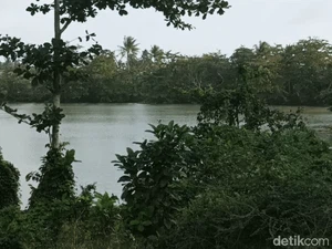 Kisah Suhendi Bantu Tim Peneliti Telusuri Jejak Harimau Jawa di Sukabumi