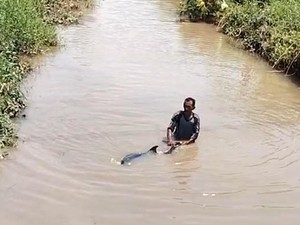 Lumba-lumba Nyasar ke Aliran Sungai Area Persawahan