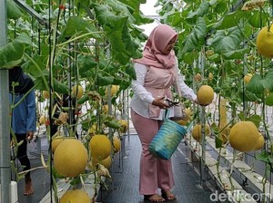 Asyiknya Ngabuburit Sambil Petik Melon di Pangandaran