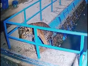 Viral Harimau Tercebur di Bendungan di Pasaman Barat, Begini Kronologinya