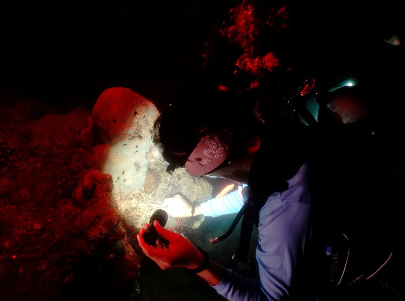 Seorang ahli biologi kelautan memeriksa telur dan sperma karang di perairan Pulau Man Nai, lepas pantai tenggara provinsi Rayong, Thailand, 27 Februari 2024. Seorang ahli biologi kelautan memeriksa telur dan sperma karang di perairan Pulau Man Nai, lepas pantai tenggara provinsi Rayong, Thailand, 27 Februari 2024. (REUTERS/Napat Wesshasartar)