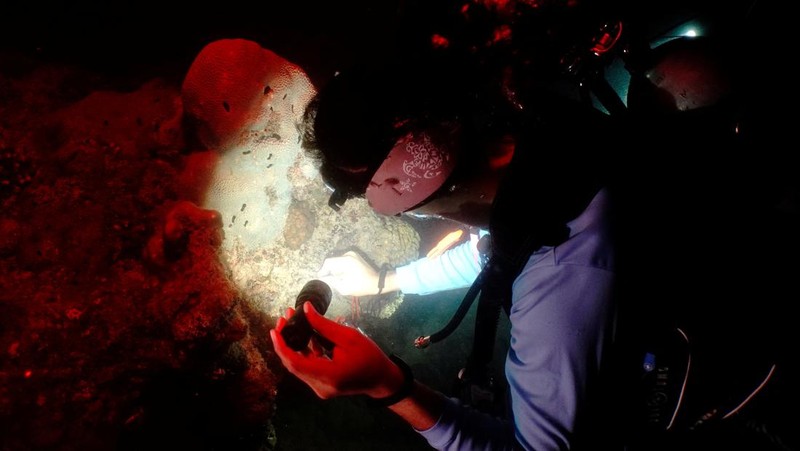 Seorang ahli biologi kelautan memeriksa telur dan sperma karang di perairan Pulau Man Nai, lepas pantai tenggara provinsi Rayong, Thailand, 27 Februari 2024. (REUTERS/Napat Wesshasartar)