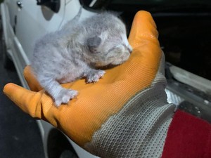 Meong, Meong... Induk Kucing Tunggu Anaknya Diselamatkan Damkar Depok
