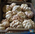 Kantor Presiden Minta Kemendag Waspadai Bawang Putih, Pertanda Apa?