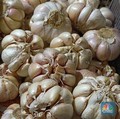 Bawang Putih Bisa Turunkan Kolesterol & Gula Darah, Mitos atau Fakta?