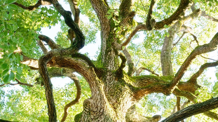 Minuman Surga Disebut dalam Al Quran, Ternyata Ada di Indonesia