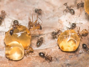 Ini Semut Honeypot, Serangga yang Bisa Hasilkan Madu Seperti Lebah