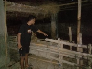 Maling Ternak Merajalela di Blitar, Curi Sapi Diangkut Pakai Gran Max