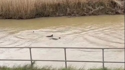 Lagi, Lumba-lumba Kedapatan Berenang di Sungai Keruh