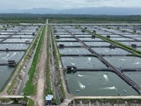 Perusahaan Tambak Udang di Maluku 'Irit' Segini Berkat Listrik PLN
