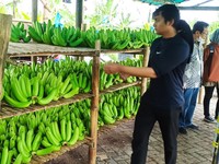 Klaster Usaha Binaan BRI Sulap Lahan Non Produktif Jadi Menghasilkan