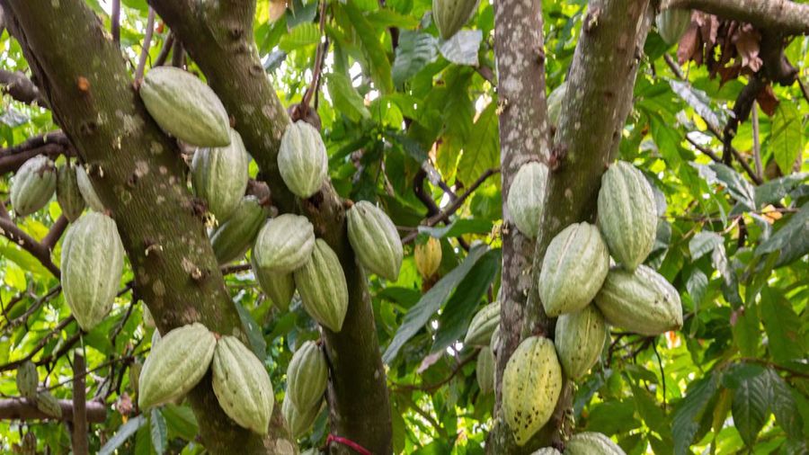 Buah Kakao. Buah Kakao. (Dok. Freepik)