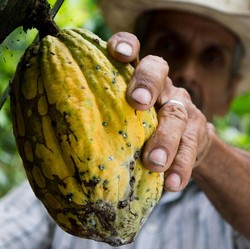 Harga Kakao Tembus Rp170 Juta per Ton, Masih Bisa Melonjak 
