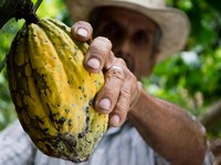 Harga Kakao Tembus Rp170 Juta per Ton, Masih Bisa Melonjak 