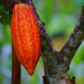 Kiamat Cokelat Berlanjut, RI Untung Apa Ikut Buntung?