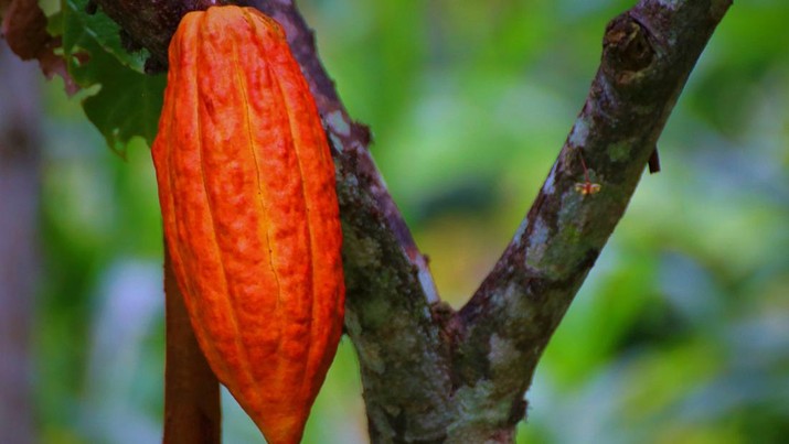 Buah Kakao. (Dok. Pixabay)