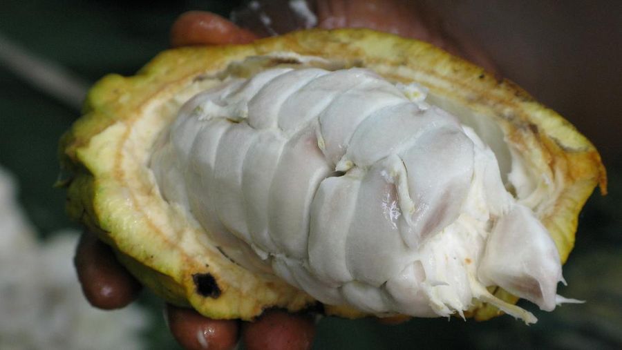 Buah Kakao. (Dok. Pixabay)
