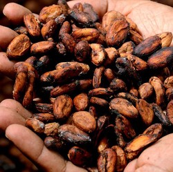 Harga Kakao Dunia Naik Gila-gilaan, RI Kecipratan Cuan