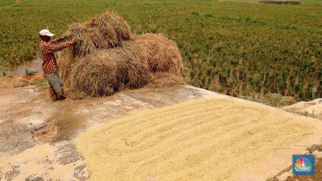 Produksi Beras Dunia Diprediksi Turun 1,6%, Ini Penyebabnya Kata FAO