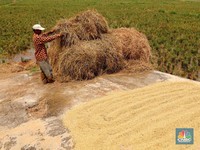 Ramalan Terbaru Produksi Beras RI, Separuh Tahun 2025 Dapat Segini