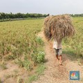 Pemerintah Berencana Ubah Harga Gabah Petani, Kapan?
