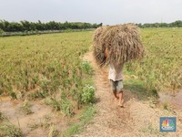 Pemerintah Berencana Ubah Harga Gabah Petani, Kapan?