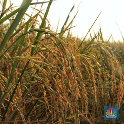 Petani Minta Harga Gabah Naik Rp2.000, Beras Makin Ugal-ugalan?