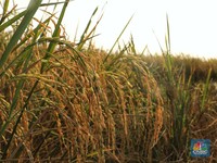 Petani Minta Harga Gabah Naik Rp2.000, Beras Makin Ugal-ugalan?