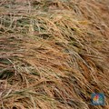 Petani Cemas Kualitas Gabah Bakal Semakin Turun, Ada Penyebabnya?