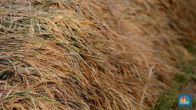 Petani Cemas Kualitas Gabah Bakal Semakin Turun, Ada Penyebabnya?