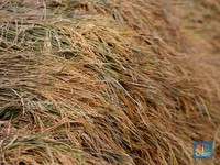 Petani Cemas Kualitas Gabah Bakal Semakin Turun, Ada Penyebabnya?