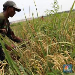 Kabar Baik! Pemerintah Naikkan Harga Beli Gabah Petani Rp 500/Kg