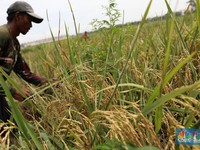Kabar Baik! Pemerintah Naikkan Harga Beli Gabah Petani Rp 500/Kg