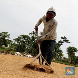 Bulog Buka-bukaan, Serapan Gabah Lokal Masih Minim-Beras Impor Mahal