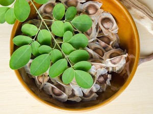 Daun Kelor Bisa Mengusir Jin, Biji Kelor Justru Enak Dibikin Kopi