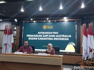 151 Sapi Impor dari Australia Mati saat ke RI Gegara Wabah, Bangkainya Hilang